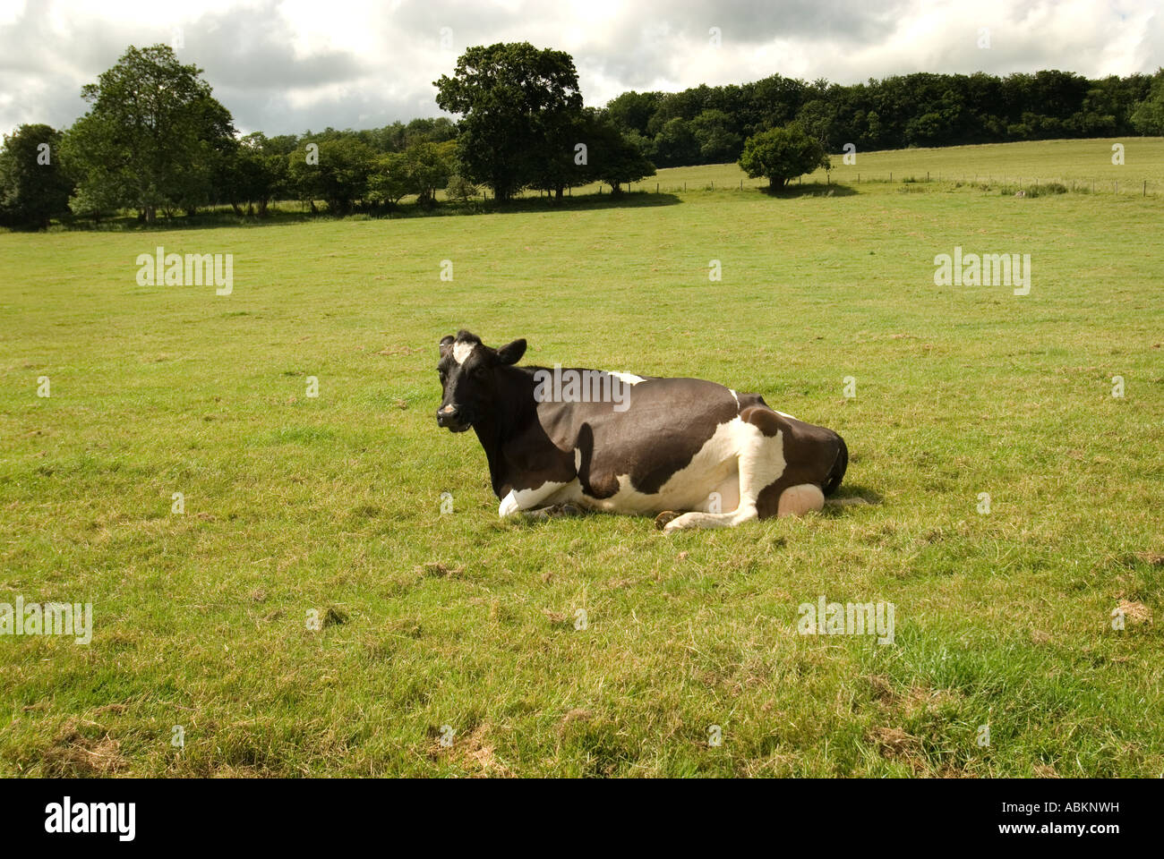 cow laying down in a field with rain clouds Stock Photo