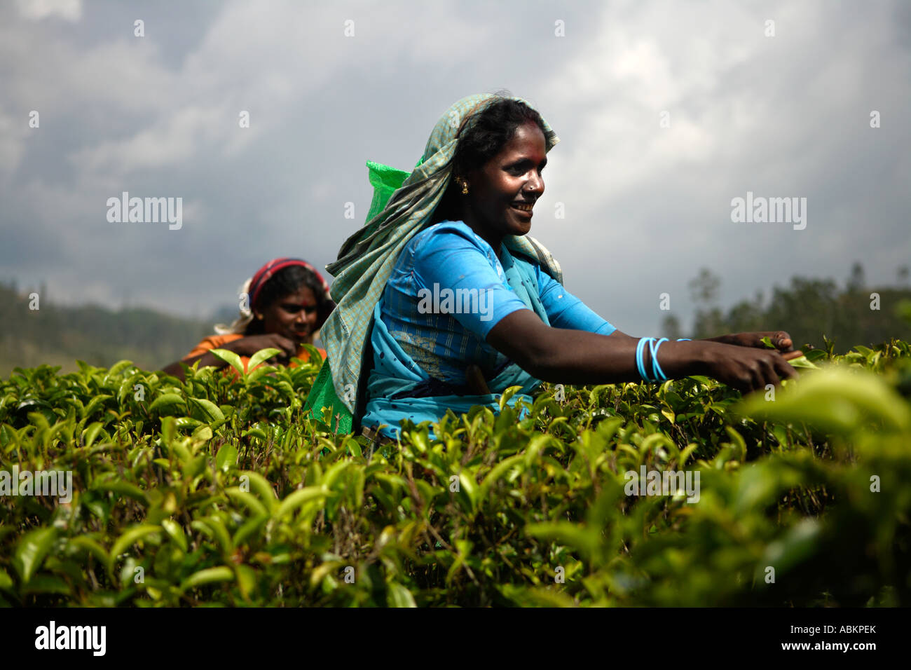 Tea picking, Watawala area near Hatton Central Province, Sri Lanka, Asia Stock Photo