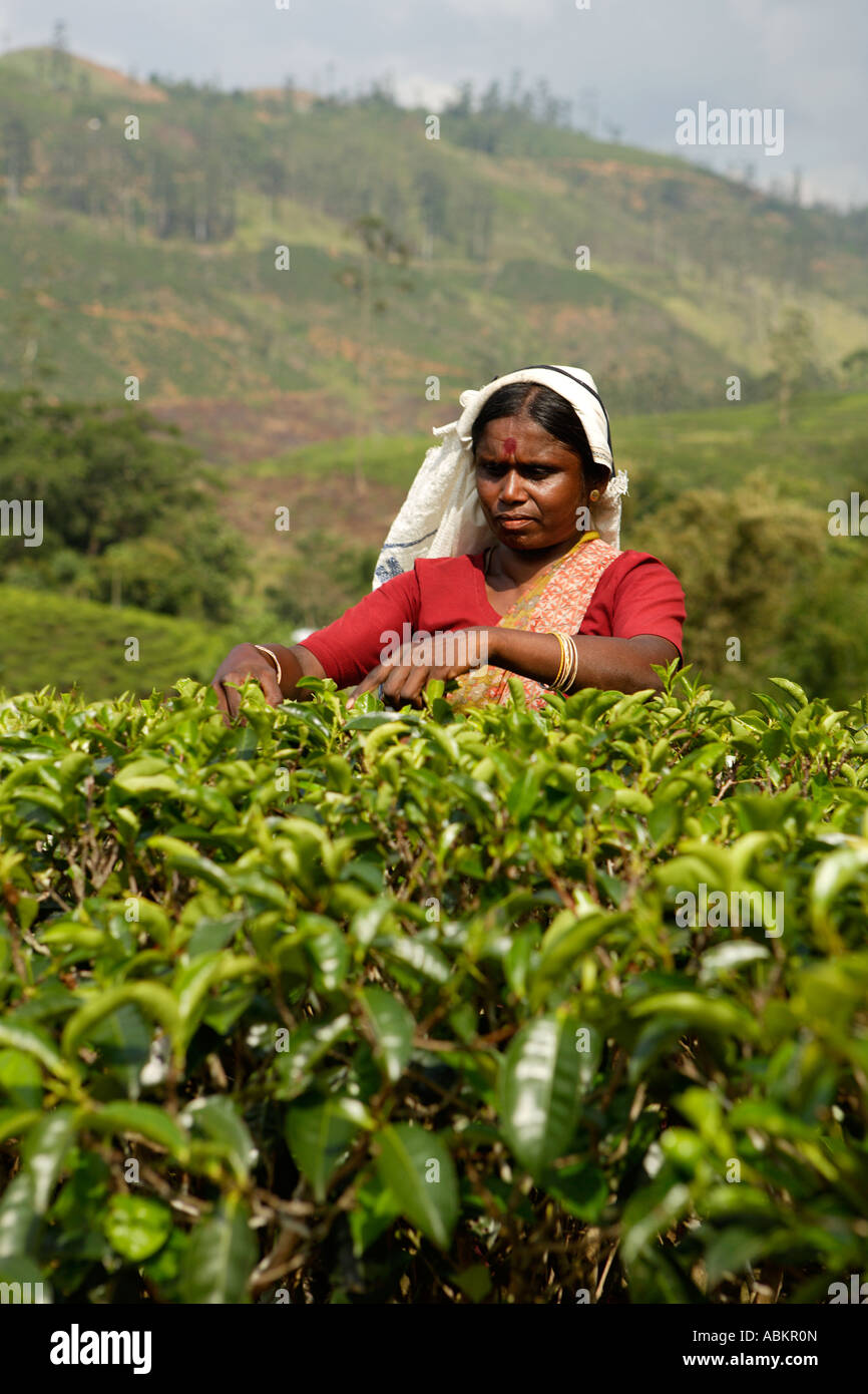 Tea picking, Watawala area near Hatton Central Province, Sri Lanka, Asia Stock Photo