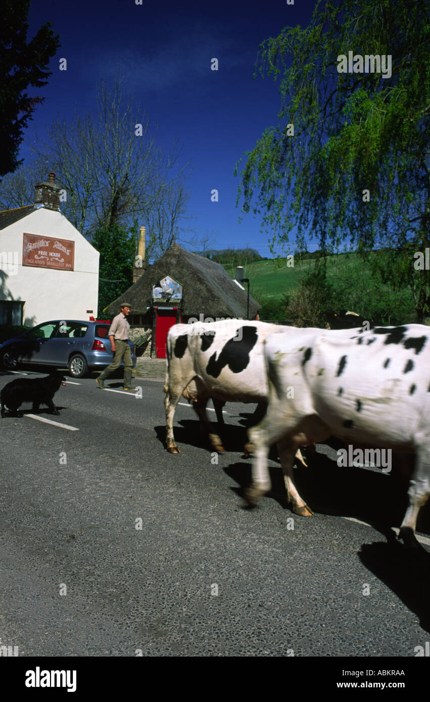 Walking dog cows hi-res stock photography and images - Alamy
