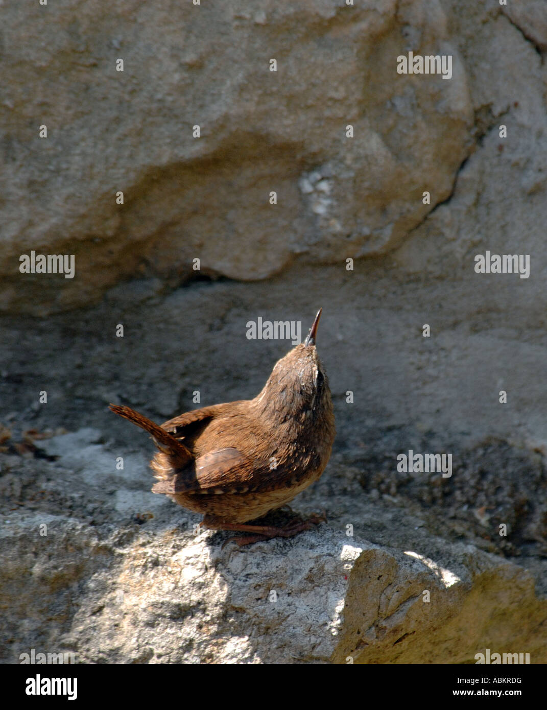 A Wren, typical English garden bird, perched on ledge on a stone garden wall and looking upwards Stock Photo