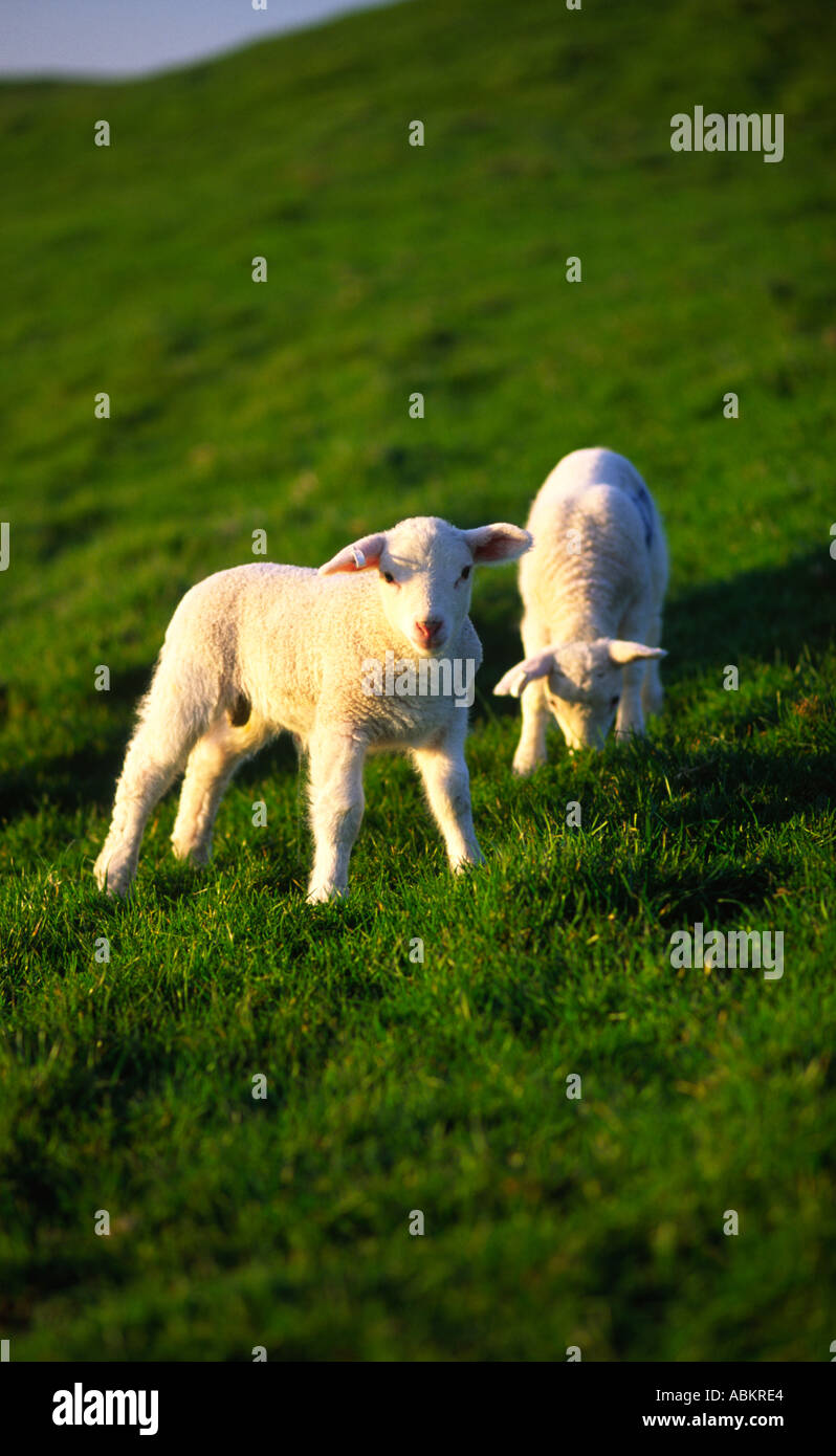 Young virgin lambs grazing on lush green grass in North Dorset county England UK This photograph was taken in Spring 2005 Stock Photo