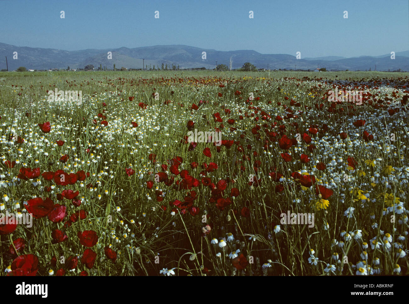 Flower Meadows in Spring Lesbos Greece PL001222 Stock Photo
