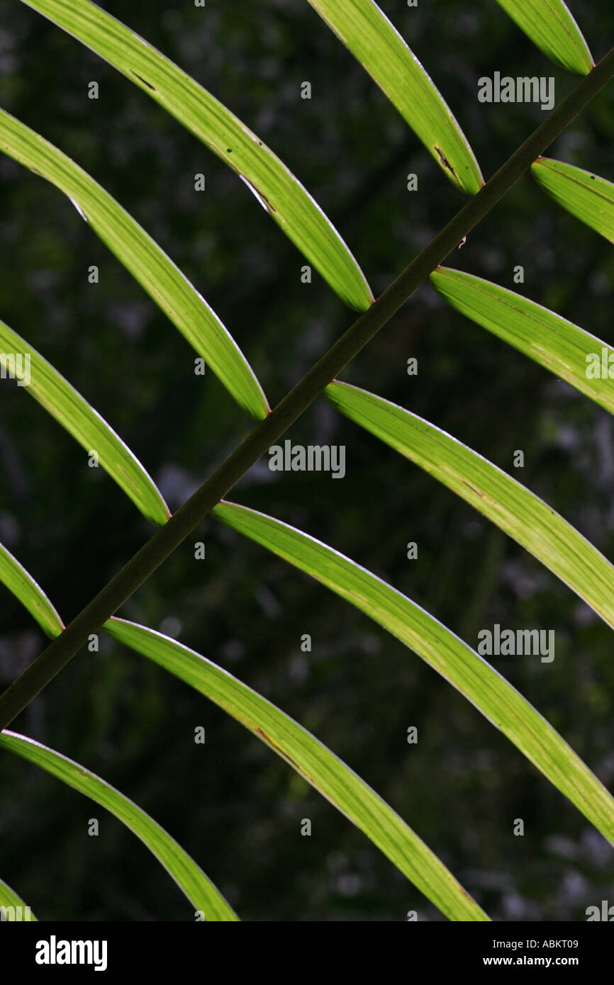Backlit palm leaf cloud forest, Ecuador, November Stock Photo