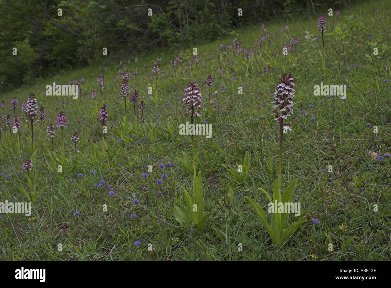 A group of Lady Orchids (Orchis purpurea) in flower, Germany, May Stock Photo