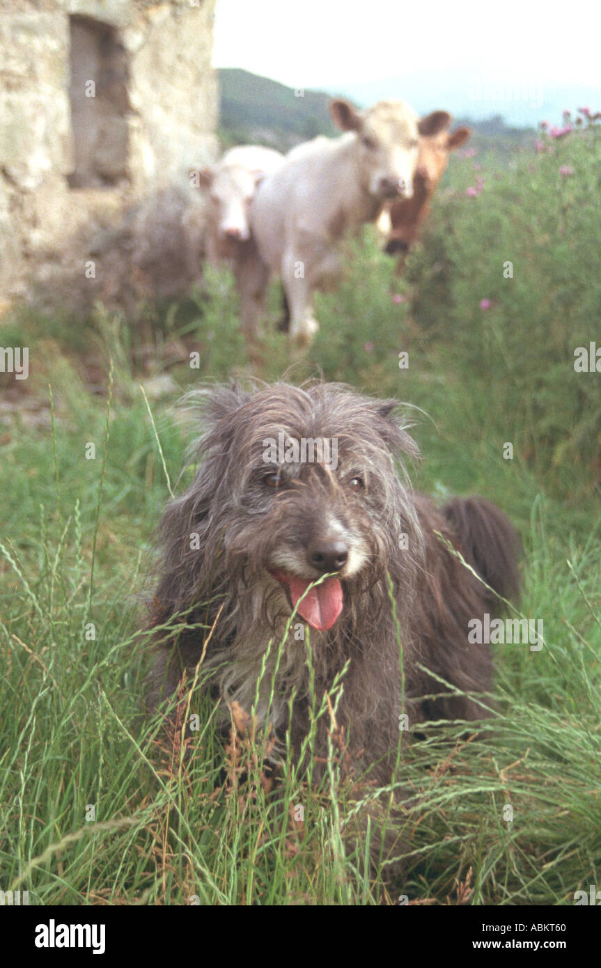 Shaggy cow dog sales breed