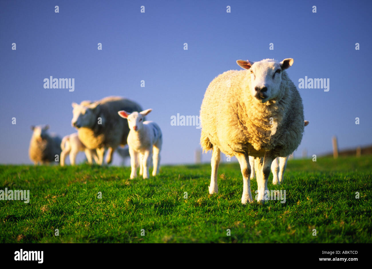 Sheep lambs green field sky cloud sky hi-res stock photography and ...