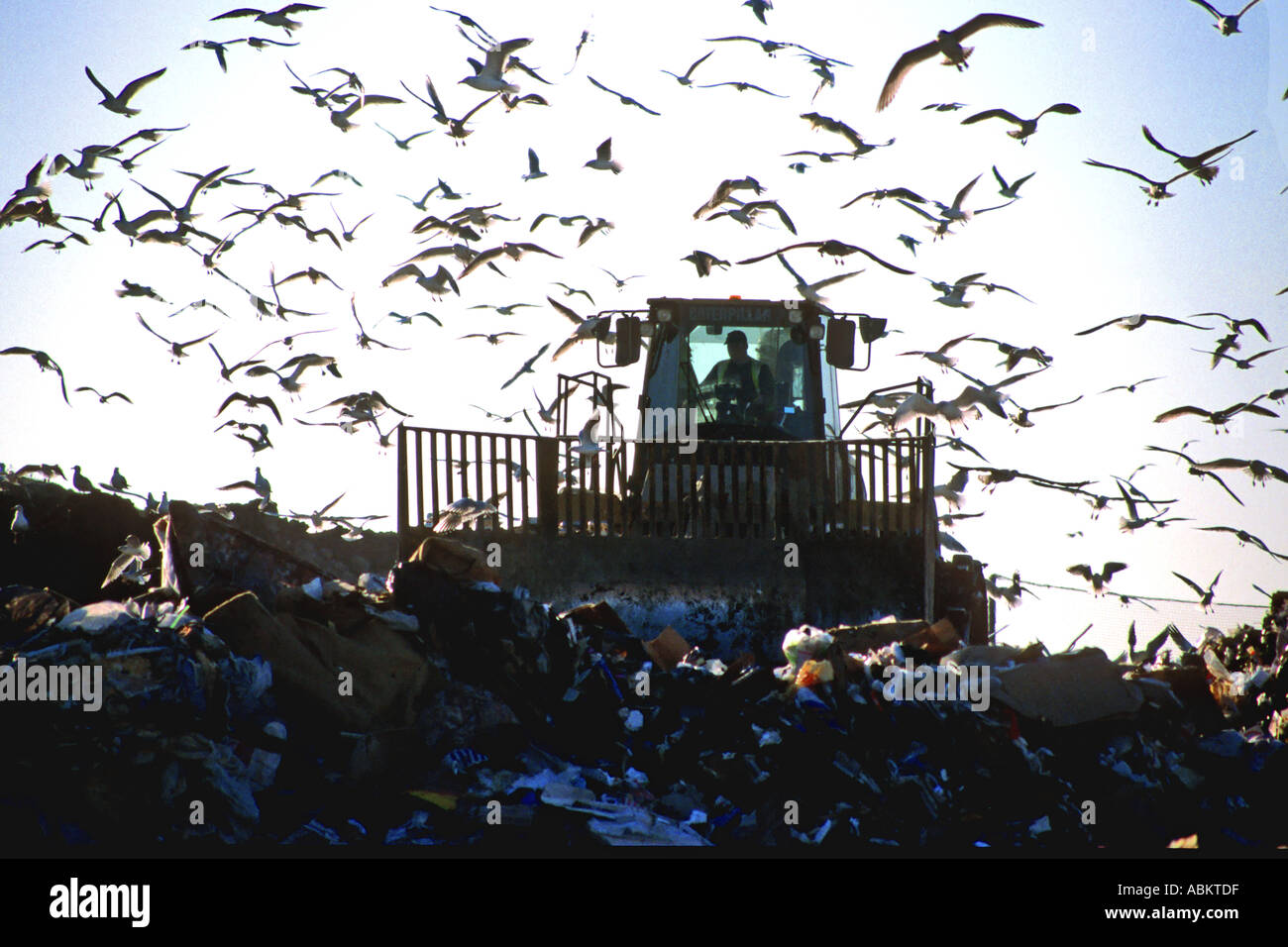 Gulls and front end loader at landfill site, Cambridgeshire, England, UK winter Stock Photo