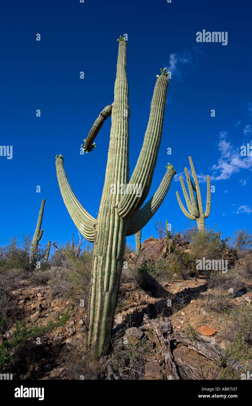 Saguaro Cactus Carnegiea Gigantea Sonoran Desert Arizona Usa Stock Photo Alamy