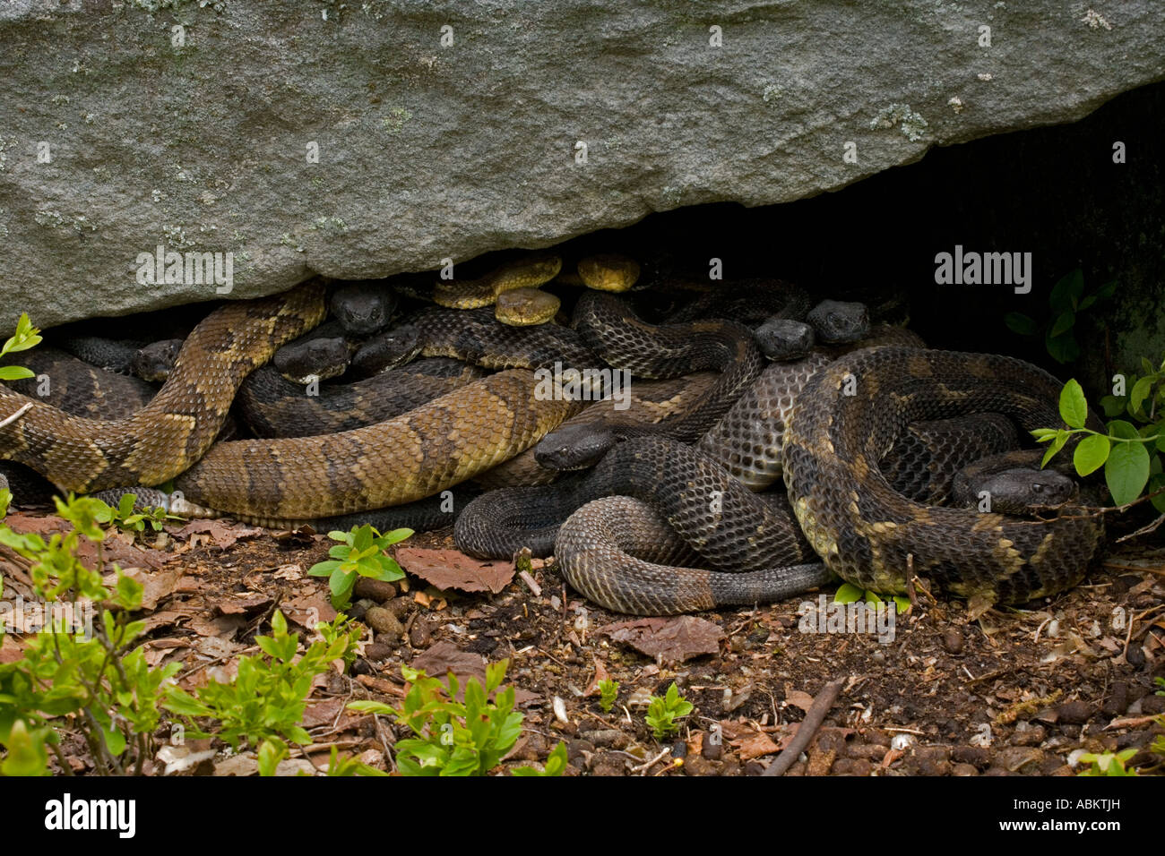 Timber Rattlesnakes Crotalus horridus Pennsylvania Northeastern United ...