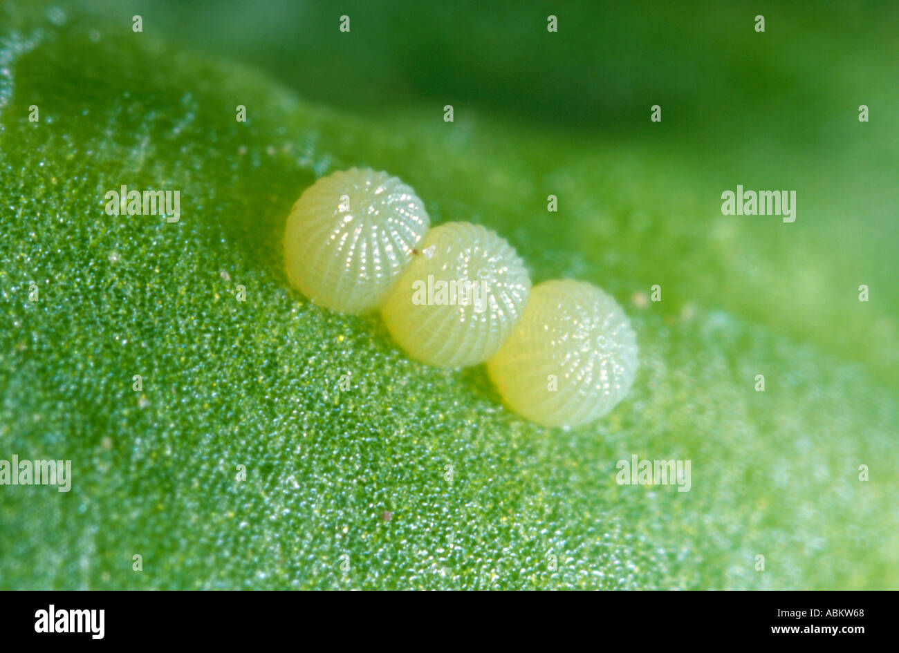 Heliothis moth eggs Stock Photo Alamy