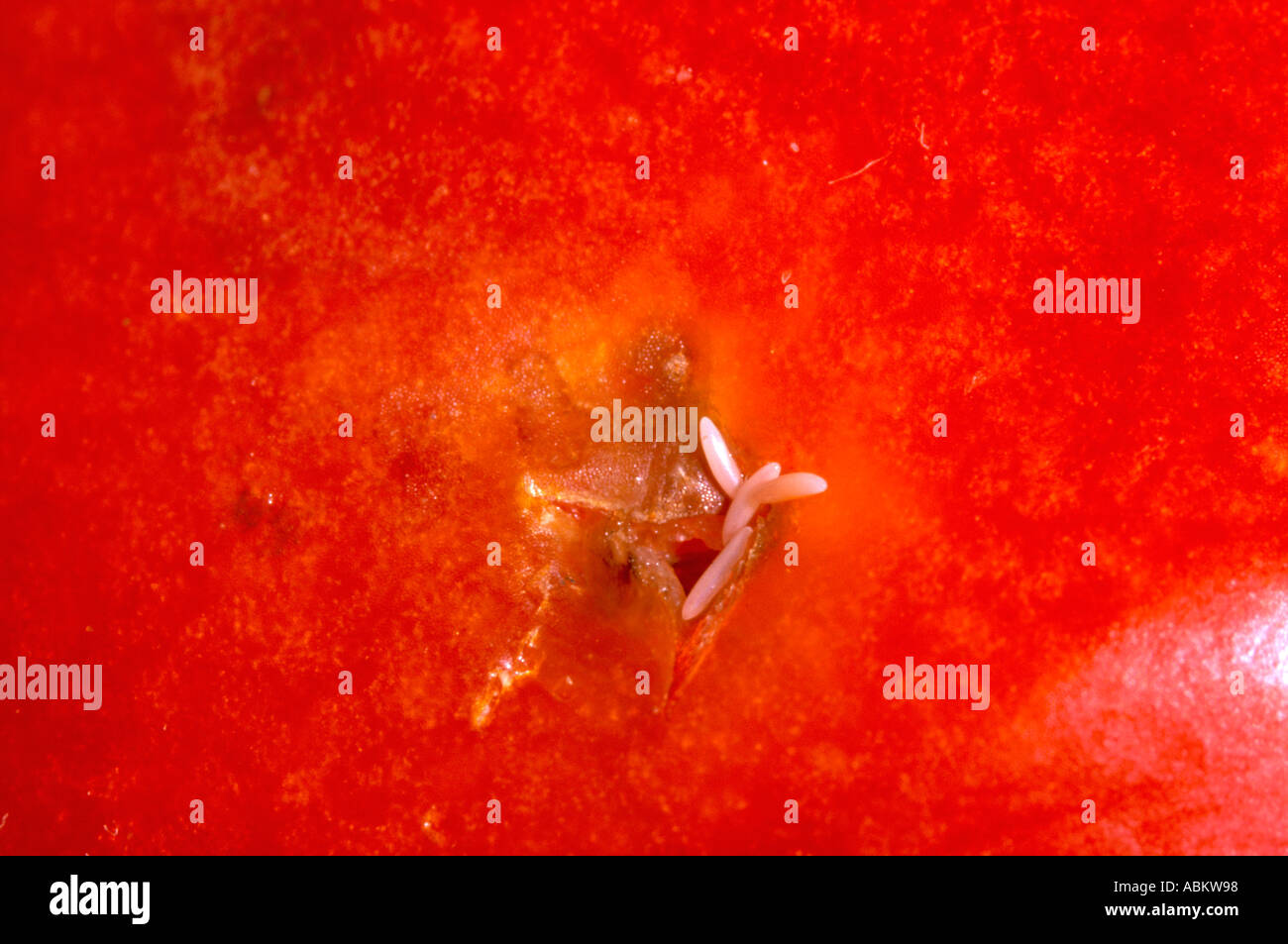 Tomato fruit fly hires stock photography and images Alamy