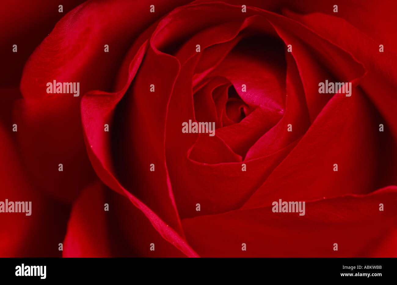 Red rose close up hi-res stock photography and images - Alamy