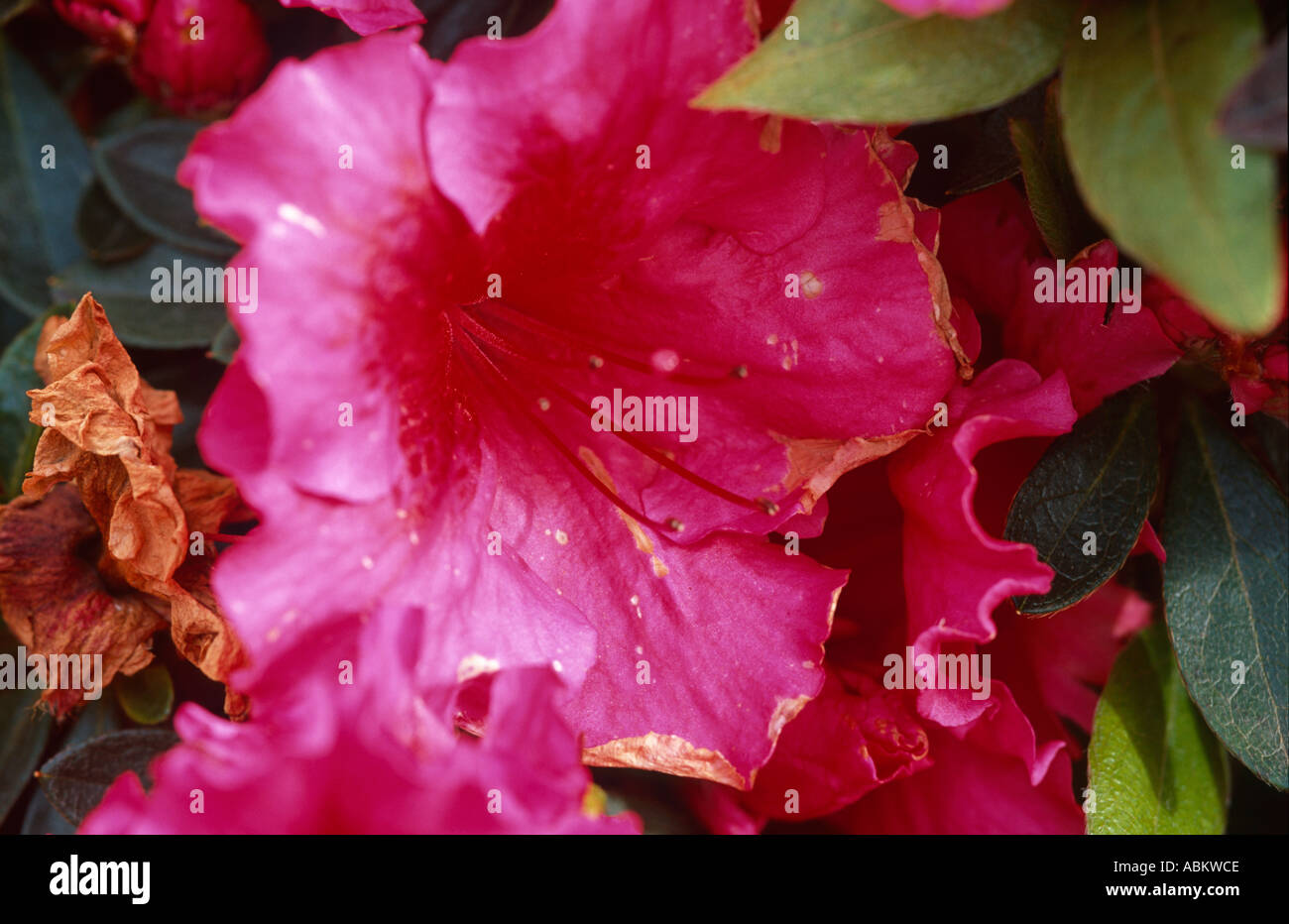 Azalea flower with early petal blight symptoms Stock Photo