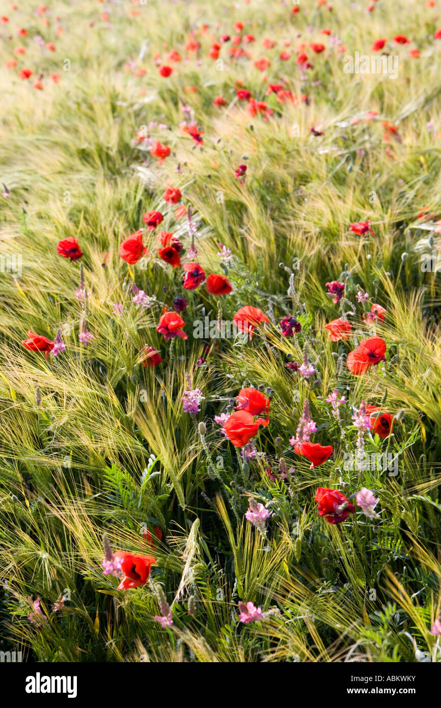 Windy Field In France High Resolution Stock Photography and Images - Alamy