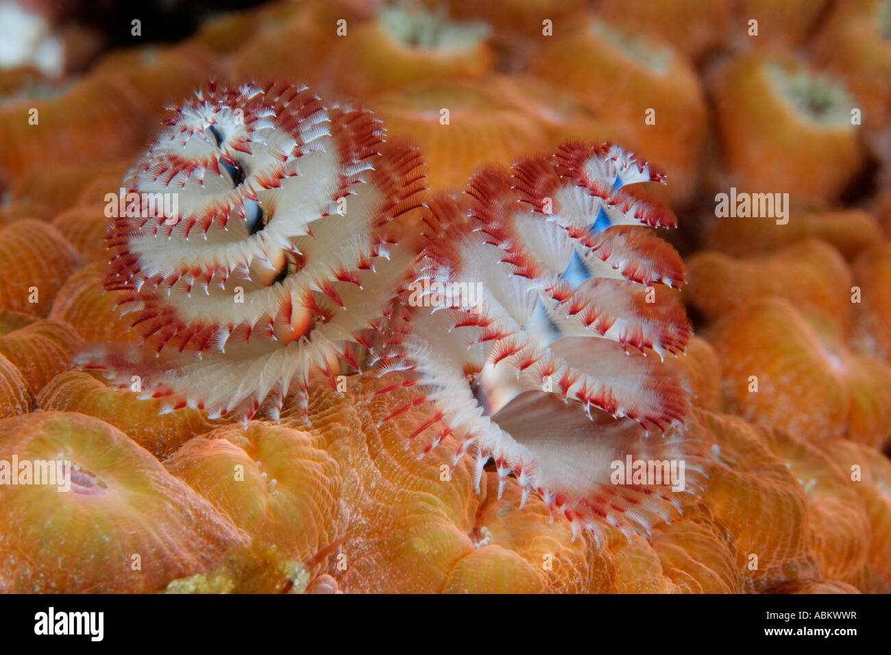 colorful christmas treeworm in coral reef, Spirobranchus giganteus