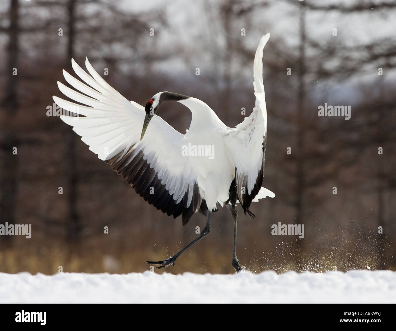 Graceful Landing of Japanese red crowned Crane Stock Photo - Alamy