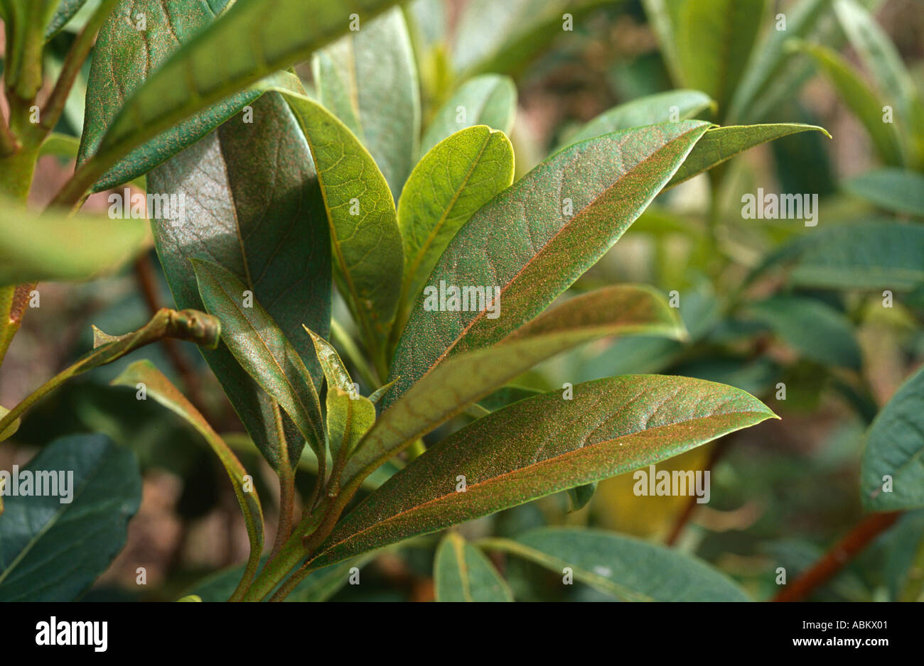 Rust fungus on rhododendron leaves Stock Photo