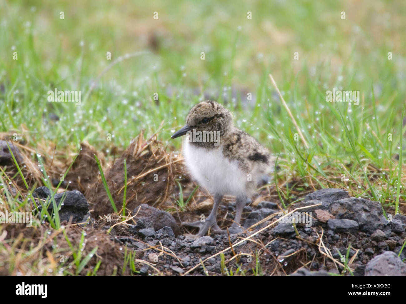 Eurasian Oystercatcher Chick Stock Photo Alamy