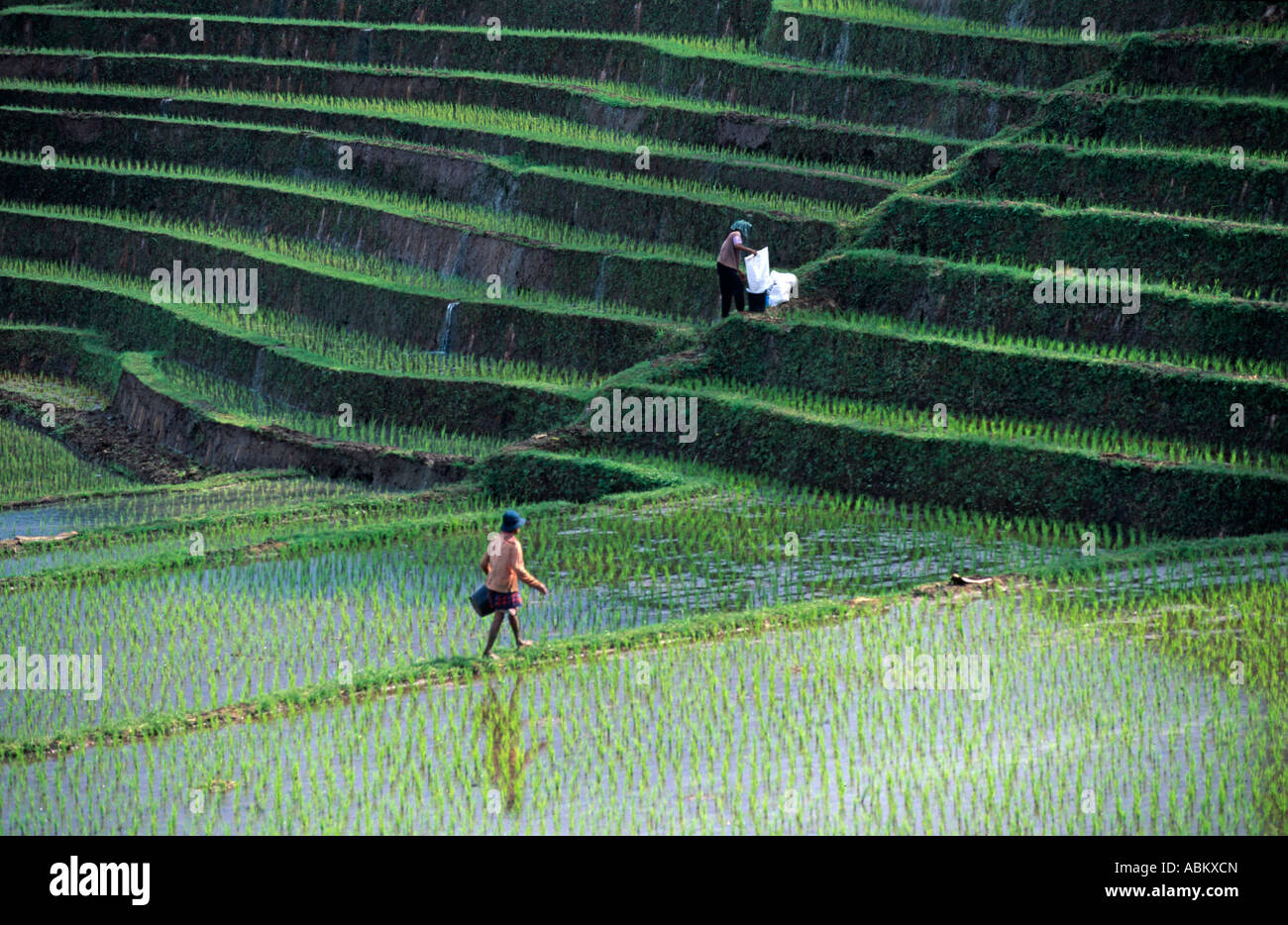 rice field with farmer in Bali, Indonesia Stock Photo