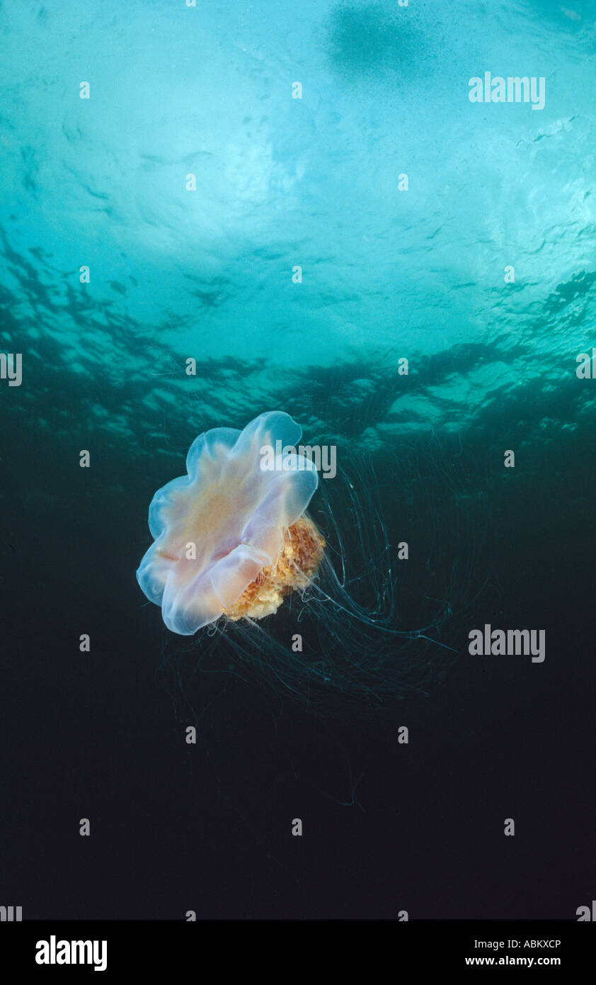 Lions mane jellyfish swimming in the ocean Giant Jellyfish Stock Photo