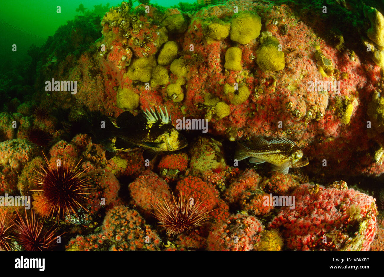 under water scenery with Strawberry-anemones, Corynactis californica Stock Photo