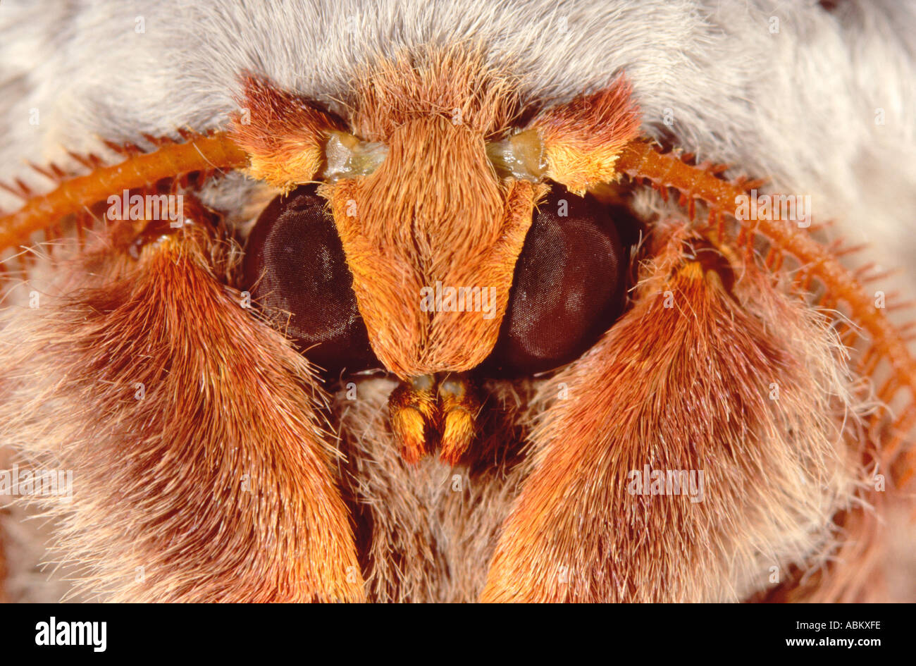 Close up of Australian Emperor Gum Moth female Stock Photo