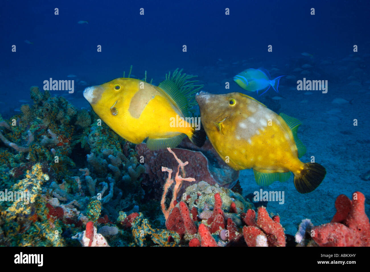 couple of Whitespotted Filefish in colorful coral reef Stock Photo