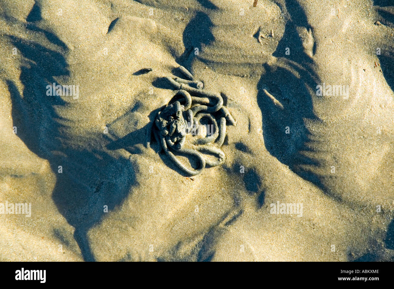 Worm casts and sand ripples in the estuary of Clonakilty Harbour, Inchydoney Island, County Cork, Ireland Stock Photo