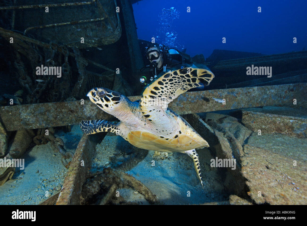 scuba diver with Hawksbill Turtle at a shipwreck Stock Photo