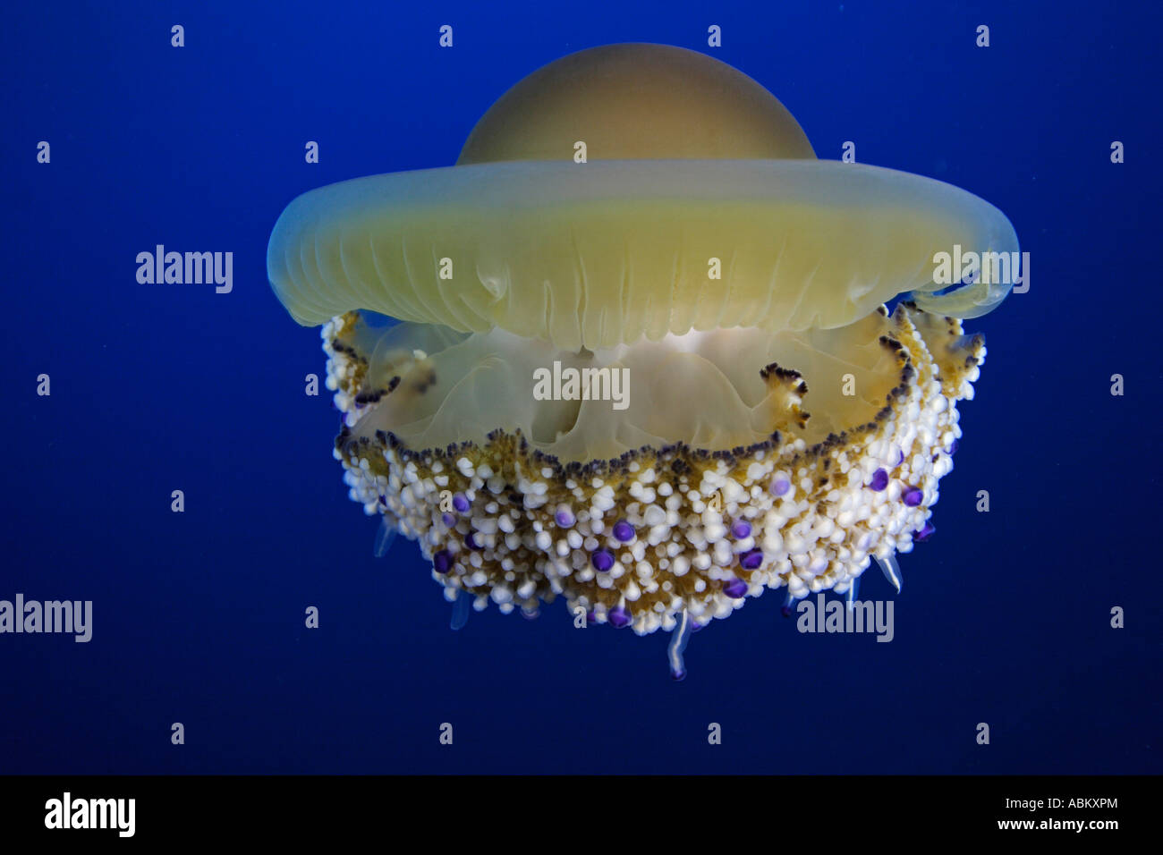Mediterranean jelly or fried egg jellyfish, Cotylorhiza tuberculata