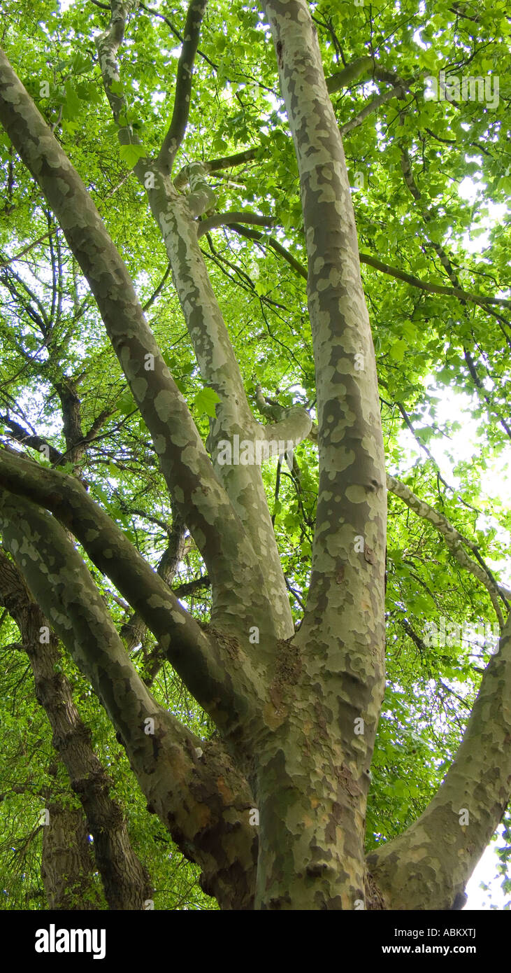Looking up at London Plane Trees Stock Photo