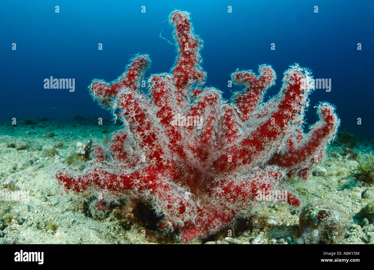 red soft coral alcyonium palmatum Stock Photo