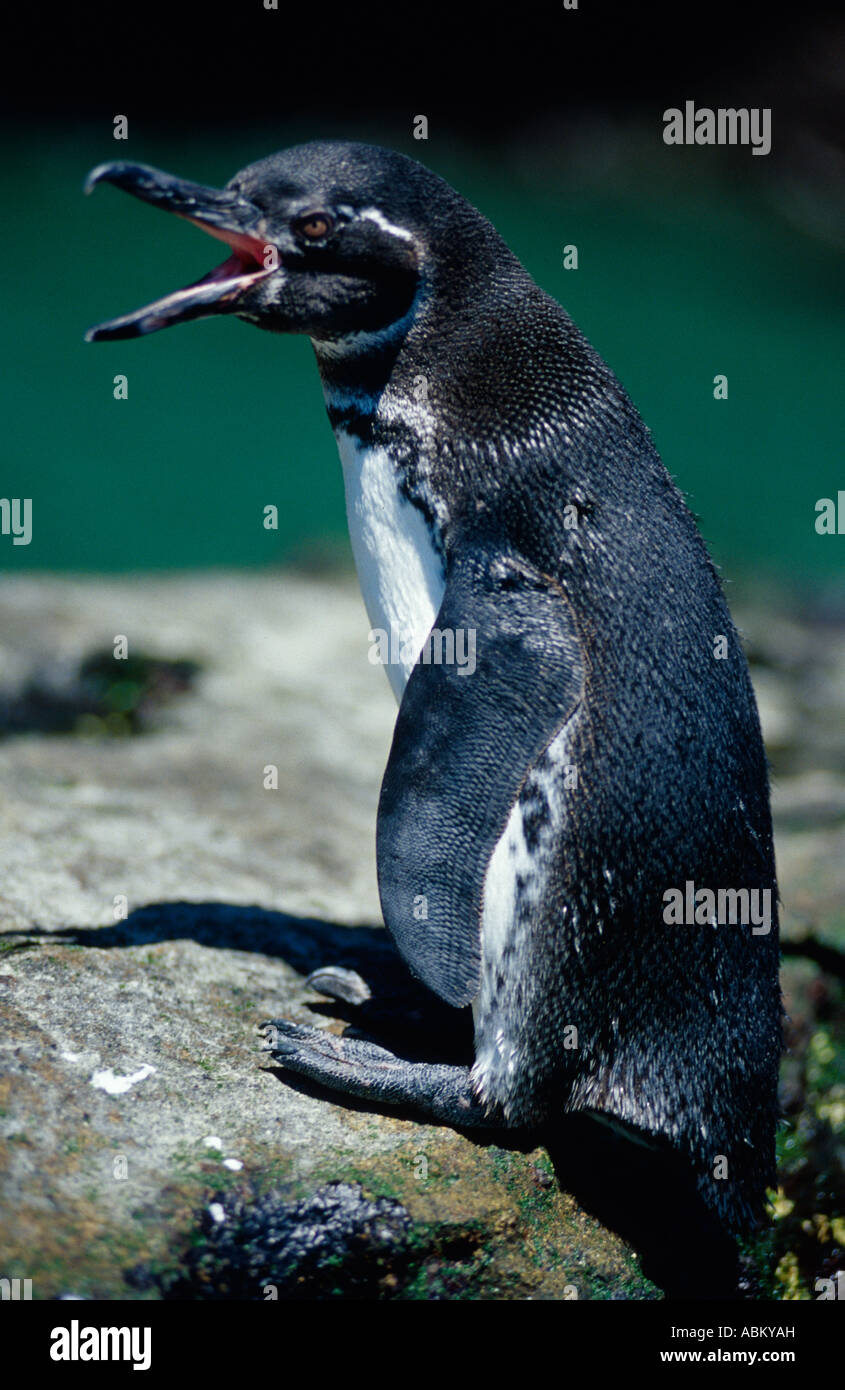Galapagos-penguin Spheniscus mendiculus Stock Photo