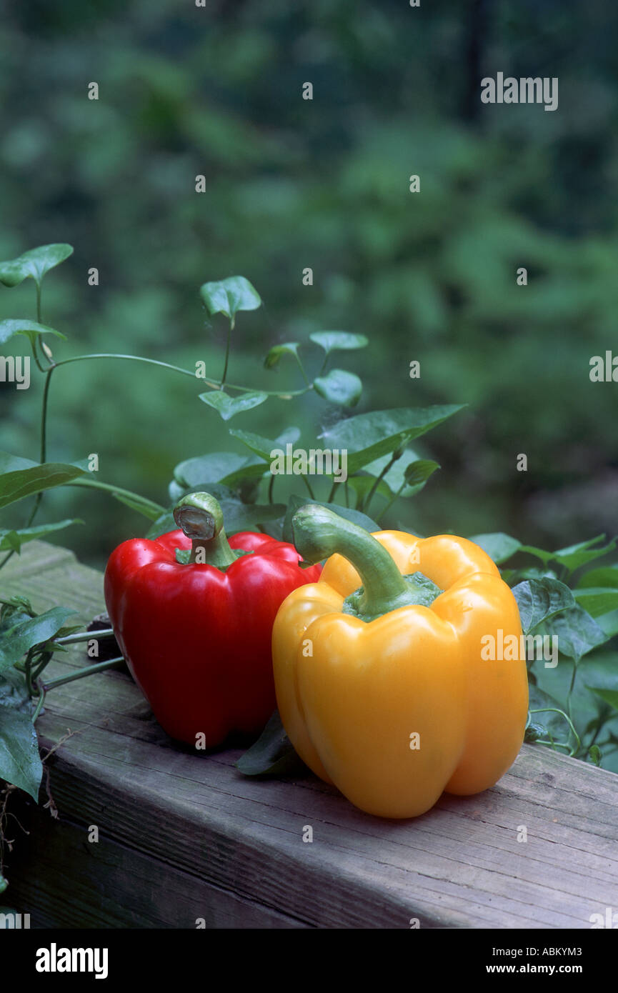 Bell peppers in garden hi-res stock photography and images - Alamy