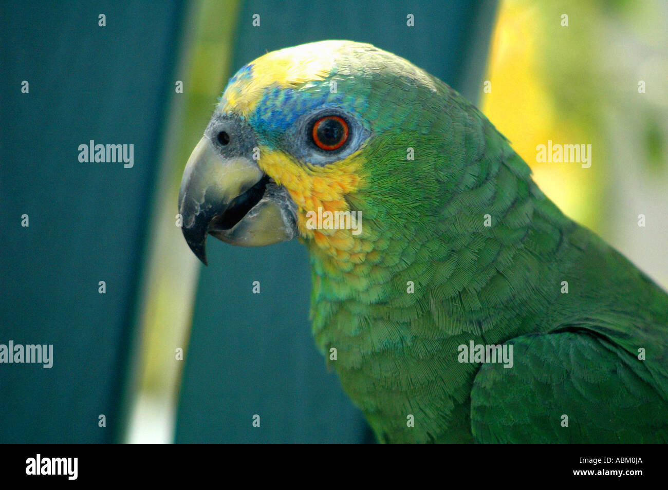 profile portrait of an amazon parrot in the wild Stock Photo