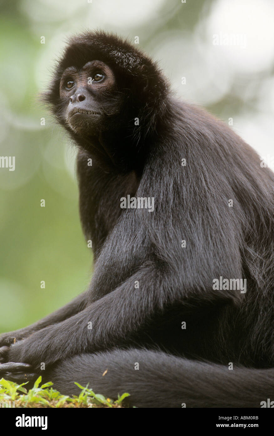 COLOMBIAN BLACK or BROWN-HEADED SPIDER MONKEY Ateles fusciceps Stock