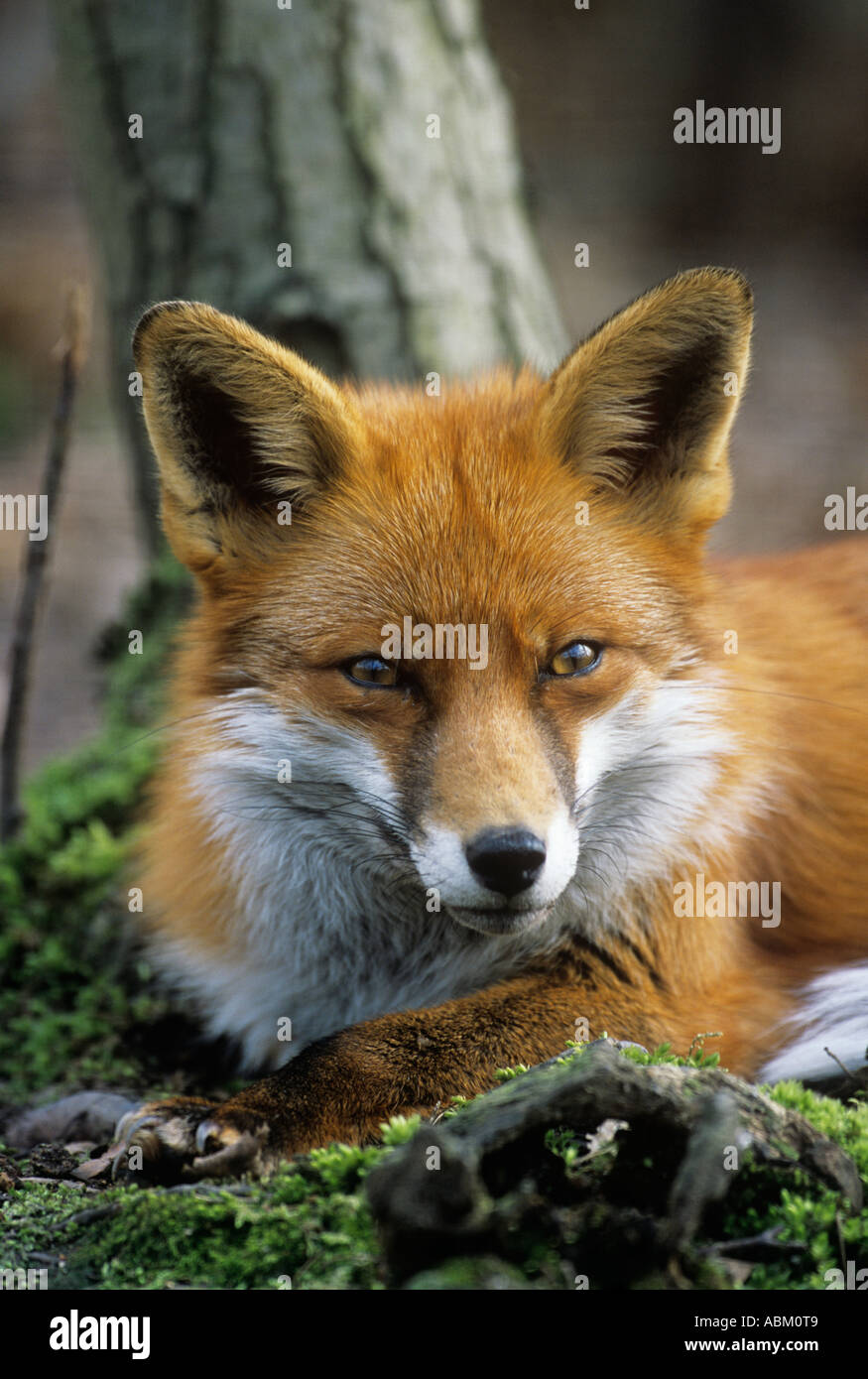 EUROPEAN RED FOX Vulpes vulpes Stock Photo - Alamy