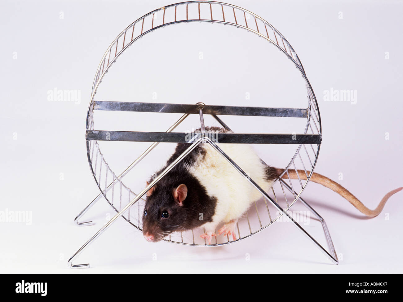 Pet Rat Rattus norvegicus Stock Photo - Alamy