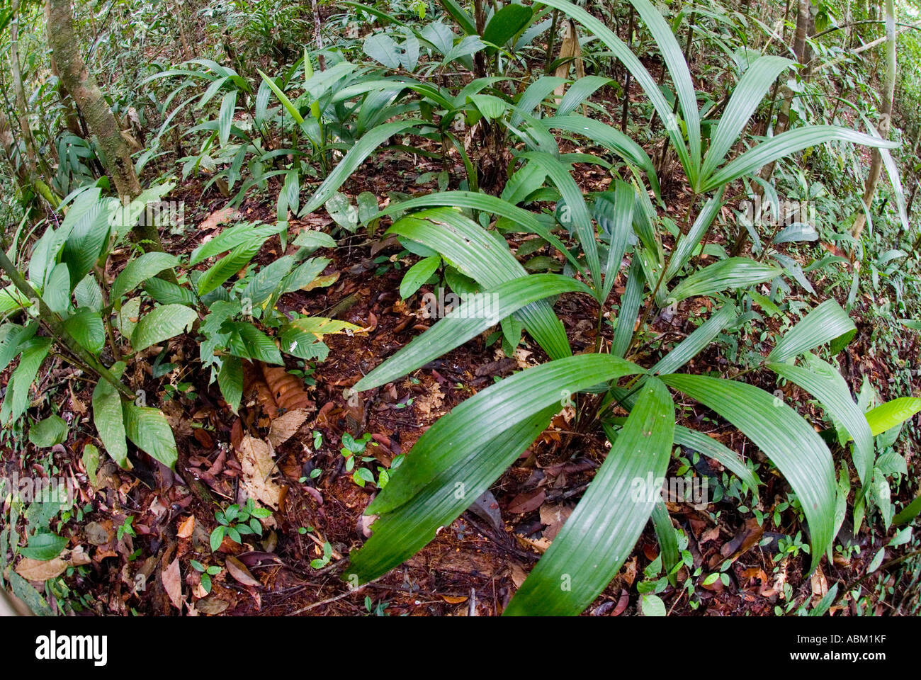 Forest Floor With Irapai Plants Tiera Firme Or High Forest
