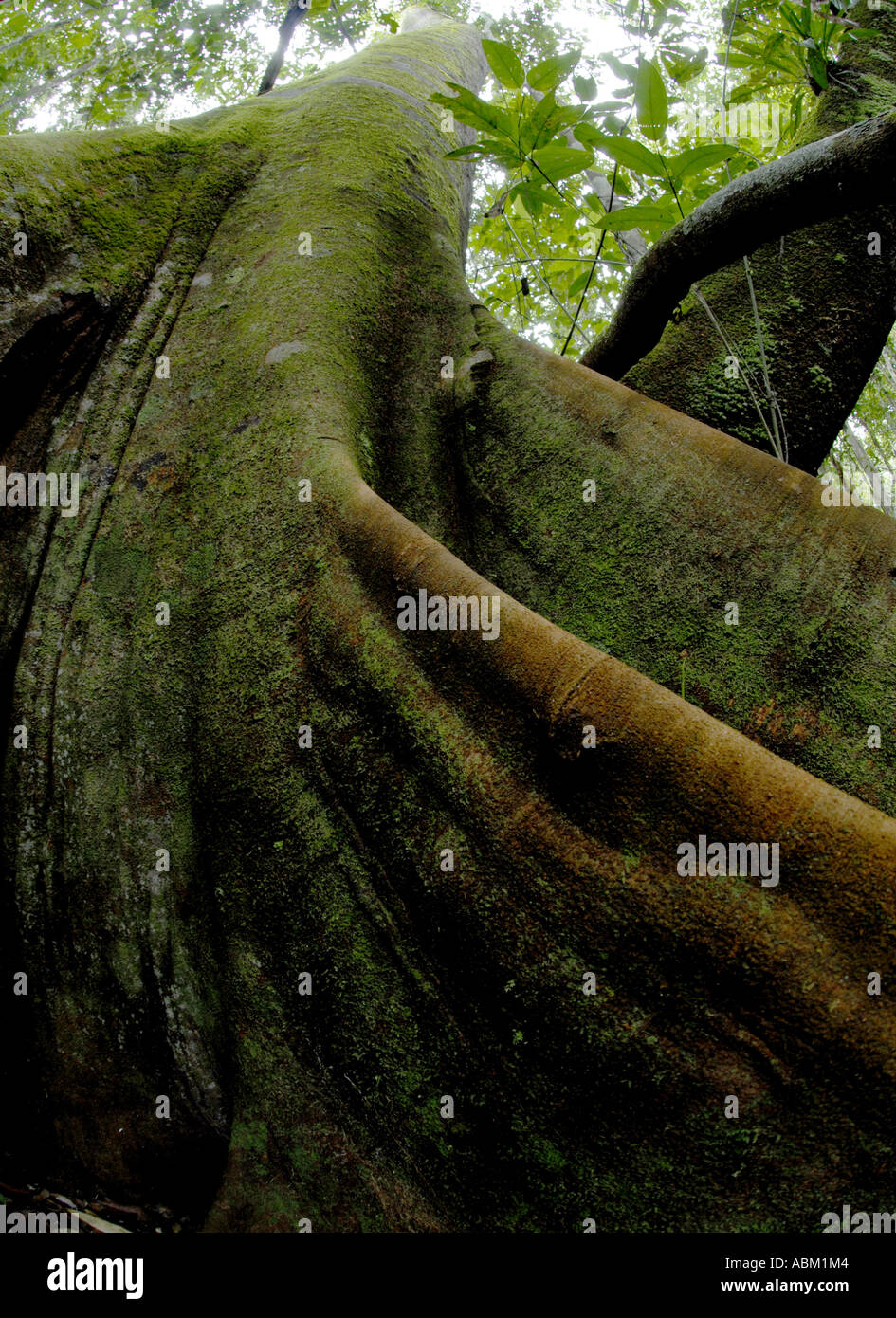 Buttress roots on tree in Amazonian Rainforest Stock Photo Alamy