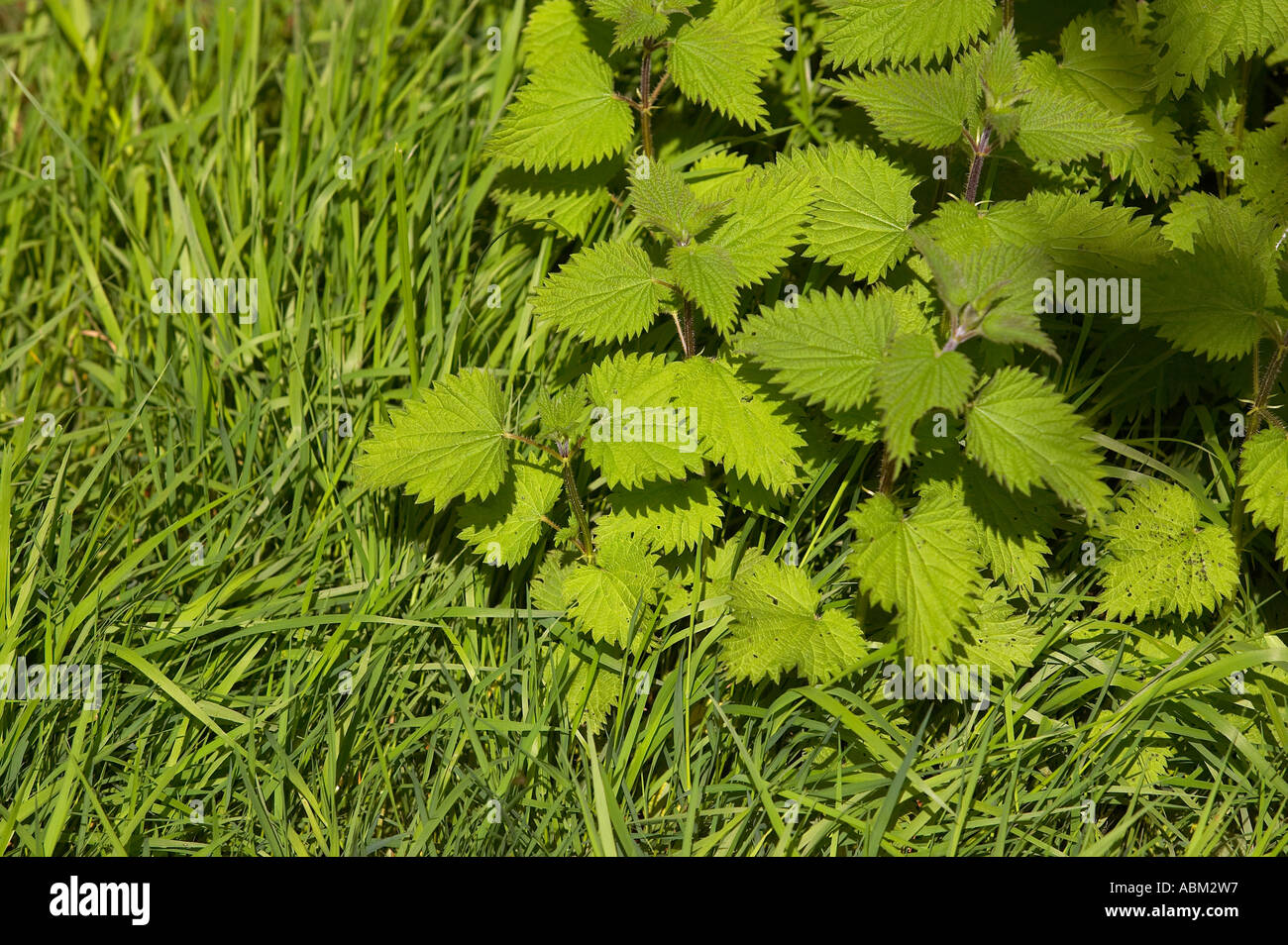 Netl's Grass Green grass hi-res stock photography and images - Alamy