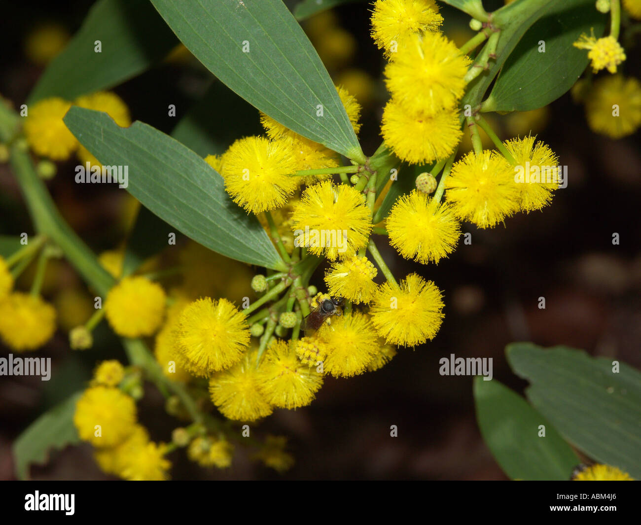 Cluster Of Vivid Yellow Flowers And Bright Green Leaves Of Australian Acacia Wattle Species Stock Photo Alamy Cluster Of Vivid Yellow Flowers And Bright Green Leaves Of Australian Acacia Wattle Species Stock Photo Alamy