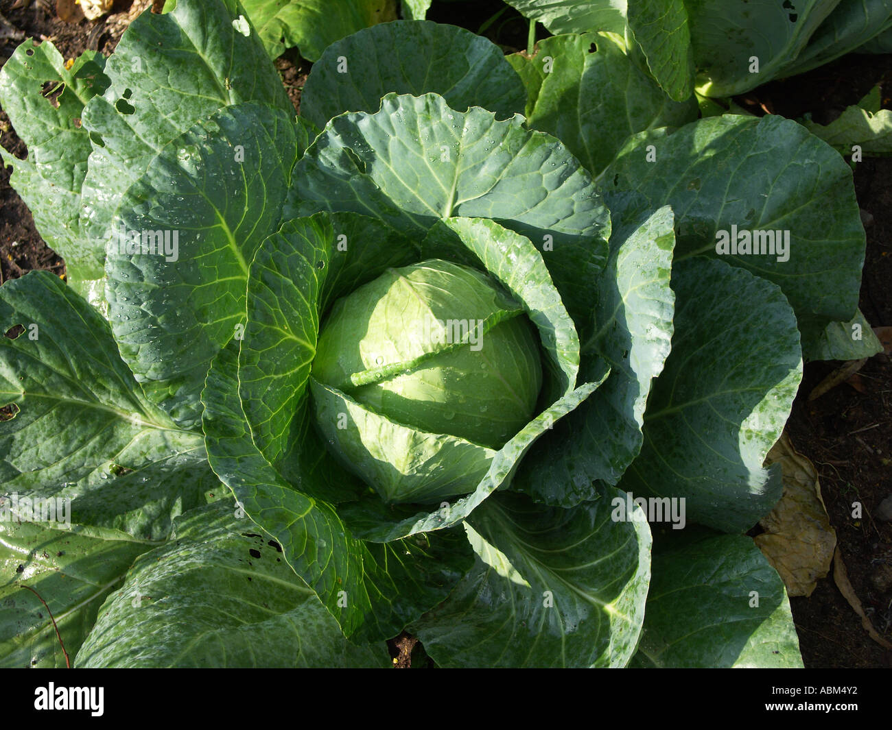 Drumhead cabbage hires stock photography and images Alamy