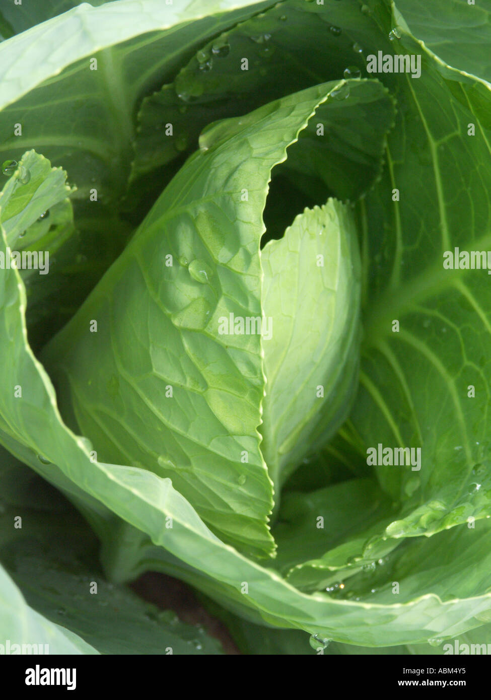 Cabbage heart hires stock photography and images Alamy