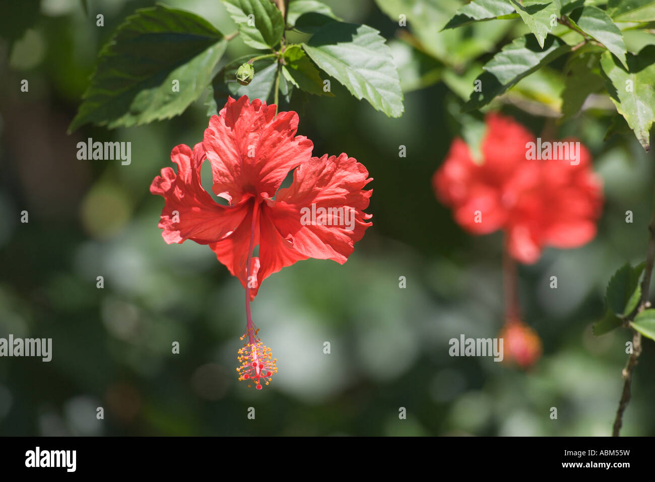 Red Hibiscus flower Stock Photo