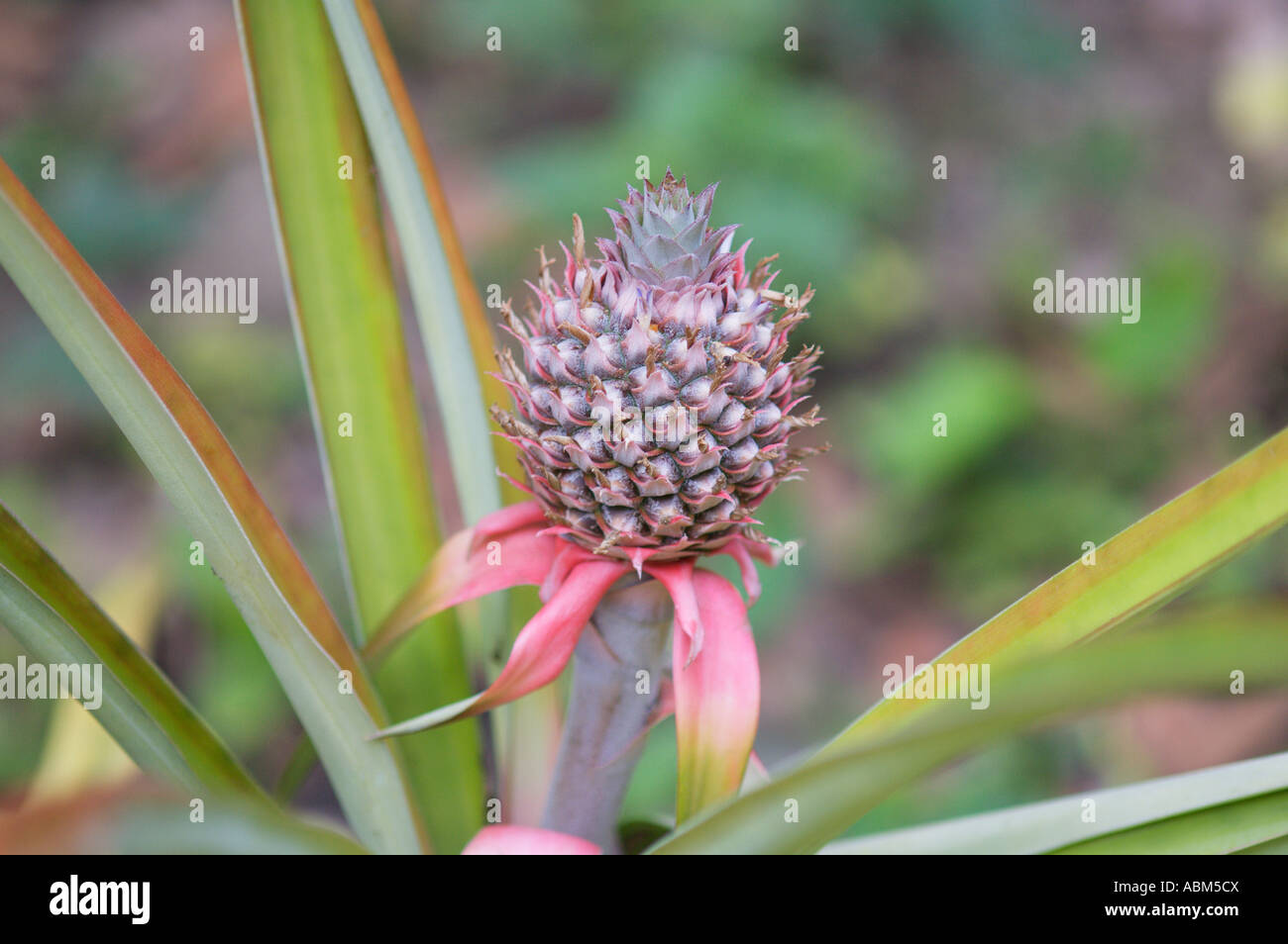 Young pineapple growing Pavones Costa Rica Stock Photo Alamy