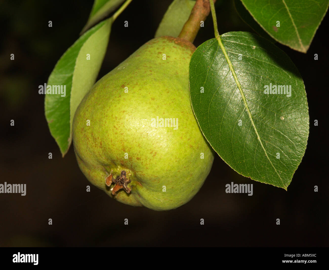 Pear and leaves growing on a tree shown against a plain black background Stock Photo