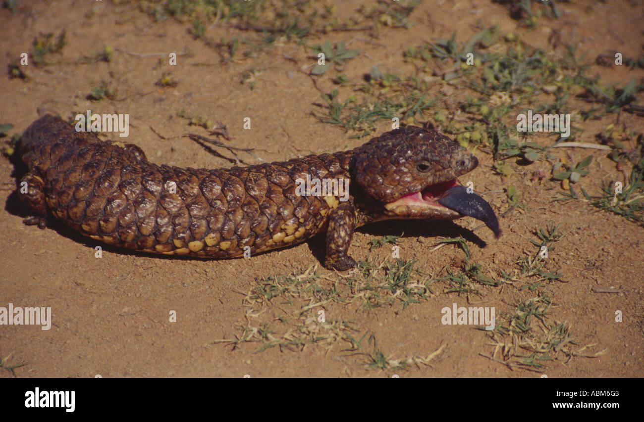 Shingleback lizards of the Australian outback are not as fearsome as they may initially appear to be. Stock Photo