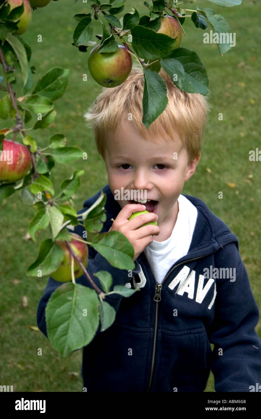 Boy age 4 taking a big bite out of a freshly picked apple. Clitherall Minnesota MN USA Stock Photo